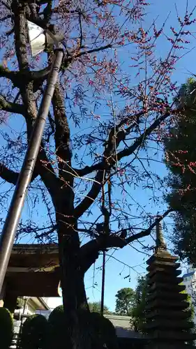 總持寺の自然
