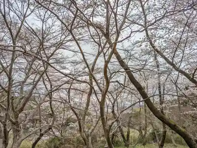 勝持寺（花の寺）(京都府)