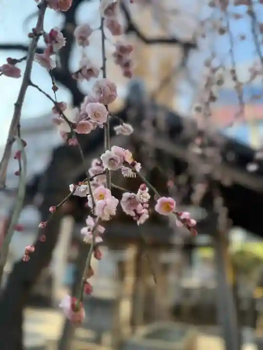 柏神社の{uncategorized: "未分類", other: "その他", undefined: "問題あり", building: "その他建物", grave: "お墓", sacred_gate: "鳥居", guardian: "狛犬", statue: "像", buddha: "仏像", history: "歴史", nature: "自然", garden: "庭園", animal: "動物", pagoda: "塔", temizu: "手水舎", mountain_gate: "山門・神門", sanctuary: "本殿・本堂", subordinate: "末社・摂社", art: "芸術", scenery: "景色", jizo: "地蔵", ema: "絵馬", goshuin: "御朱印", omikuji: "おみくじ", items: "授与品その他", amulet: "お守り", goshuincho: "御朱印帳", eats: "食事", festival: "お祭り", votive_dance: "神楽", shichigosan: "七五三参", wedding: "結婚式", experience: "体験その他", initially: "初詣", around: "周辺", anti_infection: "感染症対策"}