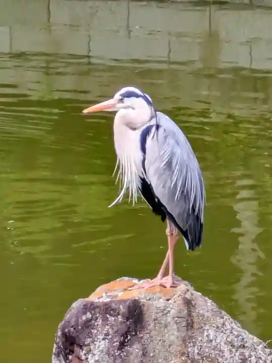 亀戸天神社の{uncategorized: "未分類", other: "その他", undefined: "問題あり", building: "その他建物", grave: "お墓", sacred_gate: "鳥居", guardian: "狛犬", statue: "像", buddha: "仏像", history: "歴史", nature: "自然", garden: "庭園", animal: "動物", pagoda: "塔", temizu: "手水舎", mountain_gate: "山門・神門", sanctuary: "本殿・本堂", subordinate: "末社・摂社", art: "芸術", scenery: "景色", jizo: "地蔵", ema: "絵馬", goshuin: "御朱印", omikuji: "おみくじ", items: "授与品その他", amulet: "お守り", goshuincho: "御朱印帳", eats: "食事", festival: "お祭り", votive_dance: "神楽", shichigosan: "七五三参", wedding: "結婚式", experience: "体験その他", initially: "初詣", around: "周辺", anti_infection: "感染症対策"}