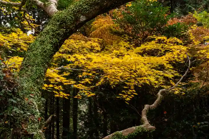 柞原八幡宮(大分県)