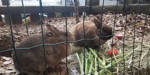 太子堂八幡神社の動物