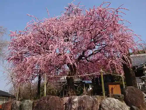 岡崎天満宮の自然