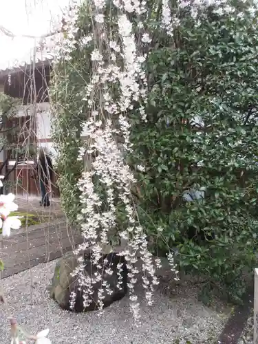 本満寺（本願満足寺）の自然