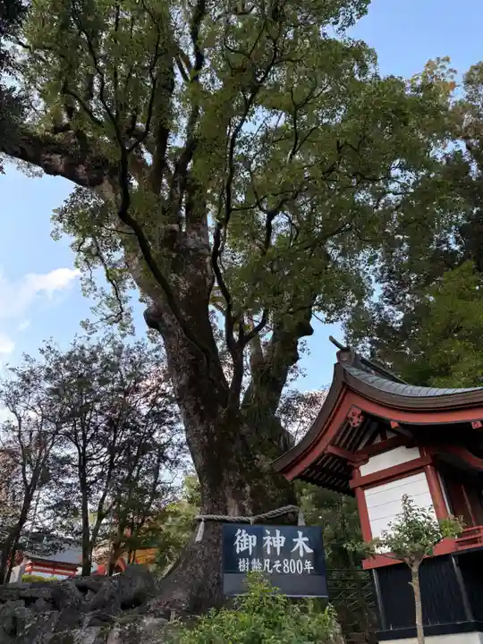 鹿児島神宮(鹿児島県)