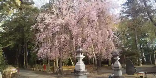 結城諏訪神社の自然