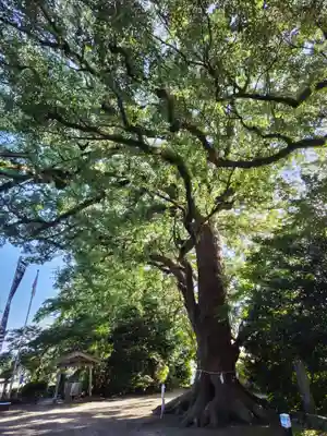 諏訪神社の自然