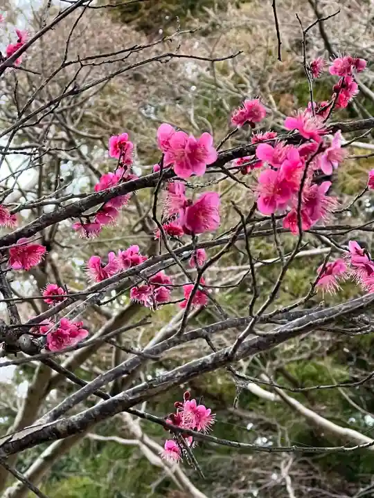 高麗神社(埼玉県)