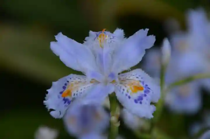 赤城神社の自然