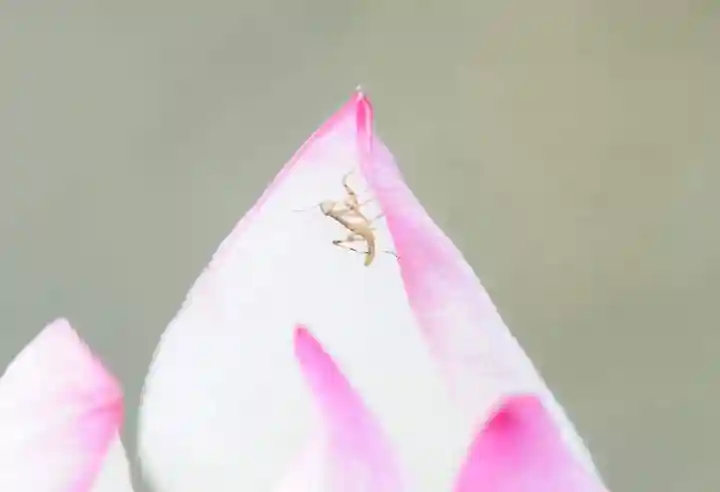 浄土寺(兵庫県)