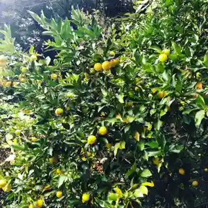 潮音院の景色(2020年11月21日(土) 07時36分13秒投稿)