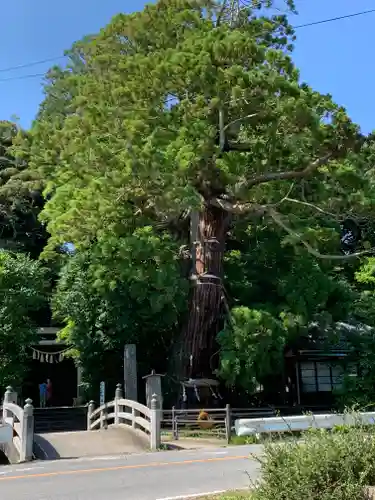 大國魂神社の自然