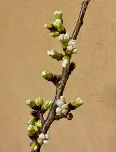 蚊里田八幡宮(長野県)(2025年03月31日(月) 20時15分13秒投稿)