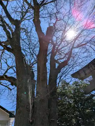 神山稲荷神社の{uncategorized: "未分類", other: "その他", undefined: "問題あり", building: "その他建物", grave: "お墓", sacred_gate: "鳥居", guardian: "狛犬", statue: "像", buddha: "仏像", history: "歴史", nature: "自然", garden: "庭園", animal: "動物", pagoda: "塔", temizu: "手水舎", mountain_gate: "山門・神門", sanctuary: "本殿・本堂", subordinate: "末社・摂社", art: "芸術", scenery: "景色", jizo: "地蔵", ema: "絵馬", goshuin: "御朱印", omikuji: "おみくじ", items: "授与品その他", amulet: "お守り", goshuincho: "御朱印帳", eats: "食事", festival: "お祭り", votive_dance: "神楽", shichigosan: "七五三参", wedding: "結婚式", experience: "体験その他", initially: "初詣", around: "周辺", anti_infection: "感染症対策"}