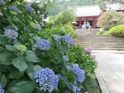 矢田寺(奈良県)