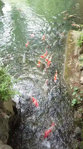 高鴨神社の動物