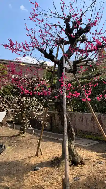 北野天満宮(京都府)