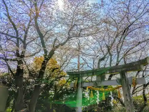 大矢知神社の自然
