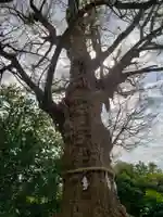 荏柄天神社の自然