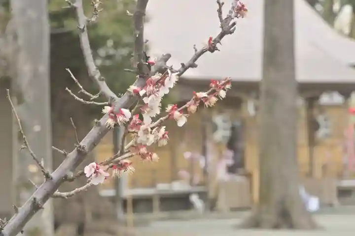 相模原氷川神社の自然
