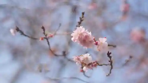 妙蓮寺(京都府)