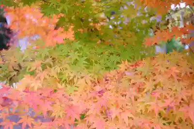 越中一宮 髙瀬神社(富山県)