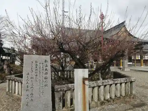 乙津寺　（鏡島弘法）の自然