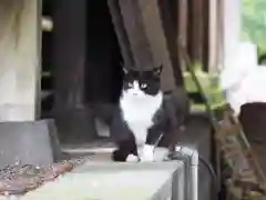 今市報徳二宮神社の動物