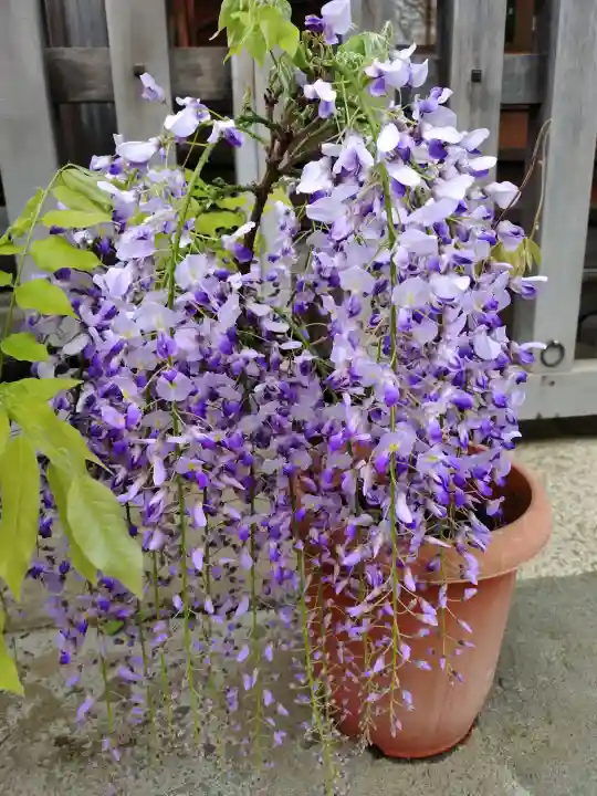 滝野川八幡神社の{uncategorized: "未分類", other: "その他", undefined: "問題あり", building: "その他建物", grave: "お墓", sacred_gate: "鳥居", guardian: "狛犬", statue: "像", buddha: "仏像", history: "歴史", nature: "自然", garden: "庭園", animal: "動物", pagoda: "塔", temizu: "手水舎", mountain_gate: "山門・神門", sanctuary: "本殿・本堂", subordinate: "末社・摂社", art: "芸術", scenery: "景色", jizo: "地蔵", ema: "絵馬", goshuin: "御朱印", omikuji: "おみくじ", items: "授与品その他", amulet: "お守り", goshuincho: "御朱印帳", eats: "食事", festival: "お祭り", votive_dance: "神楽", shichigosan: "七五三参", wedding: "結婚式", experience: "体験その他", initially: "初詣", around: "周辺", anti_infection: "感染症対策"}