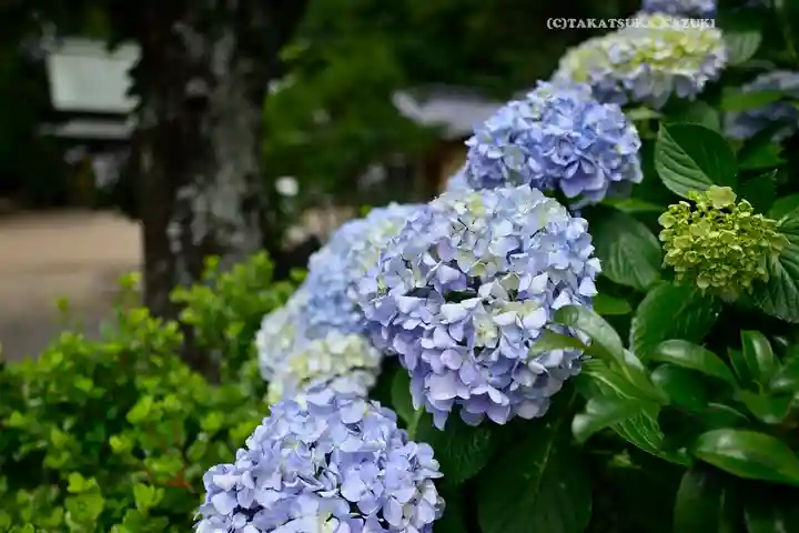 鎌数伊勢大神宮(千葉県)