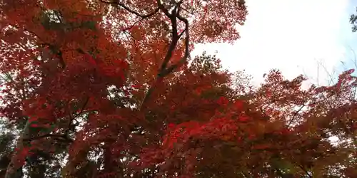 鍬山神社の自然