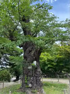 上杉神社(山形県)