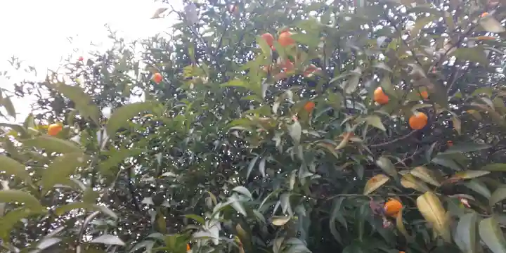 平野神社(京都府)