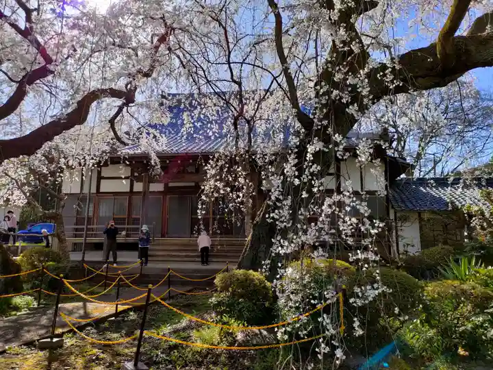 専通寺(岐阜県)