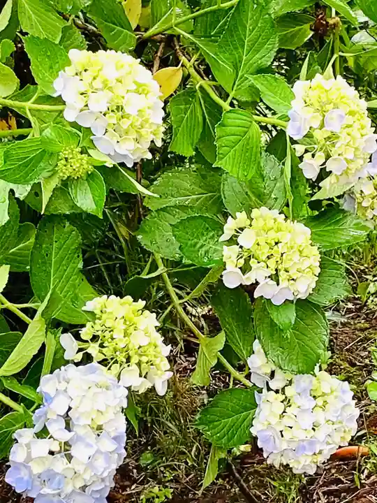 観福寺(千葉県)