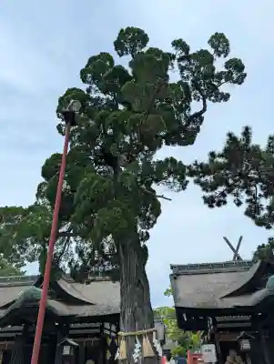 住吉大社(大阪府)