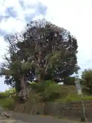 百草観音堂　(松連寺）(東京都)