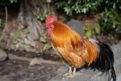 谷保天満宮の動物