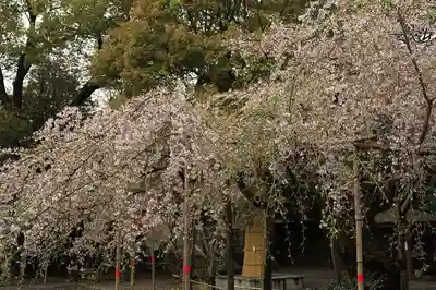 水無瀬神宮の自然