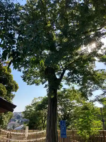 師岡熊野神社の自然
