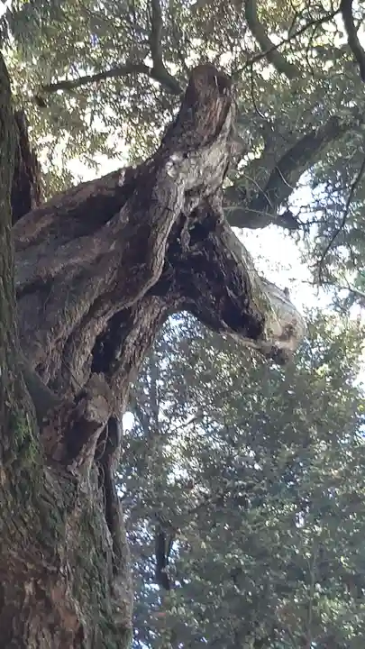大杉神社(茨城県)