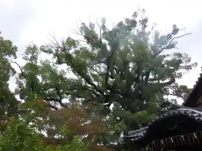 新熊野神社の自然