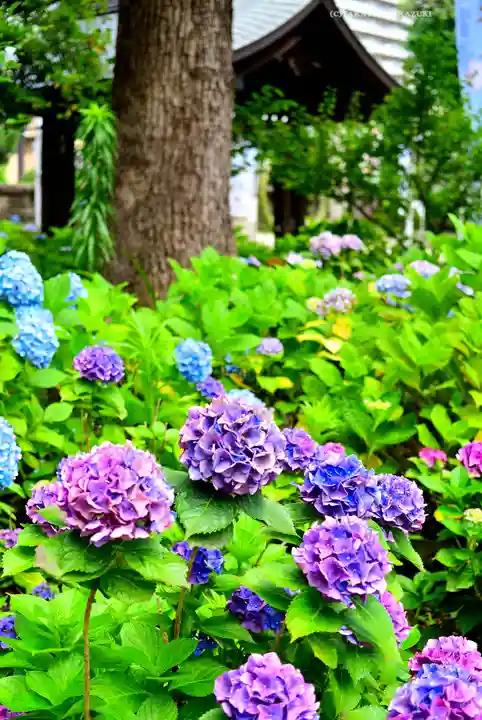 磐井神社(東京都)