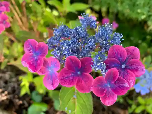 普門寺(切り絵御朱印発祥の寺)の自然