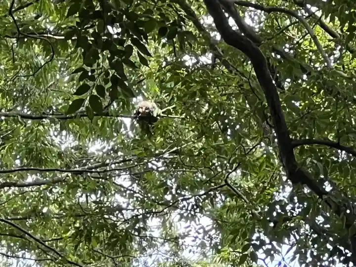 野木神社(栃木県)