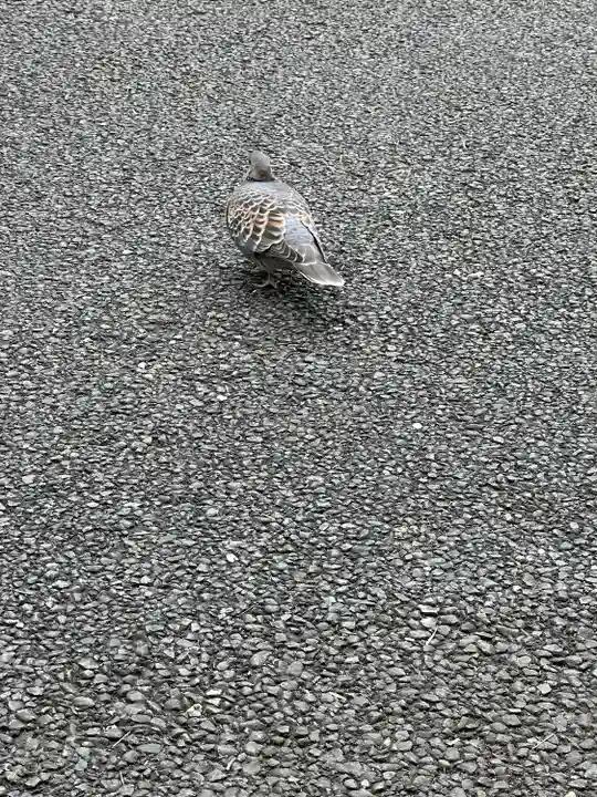 高幡不動尊 金剛寺(東京都)