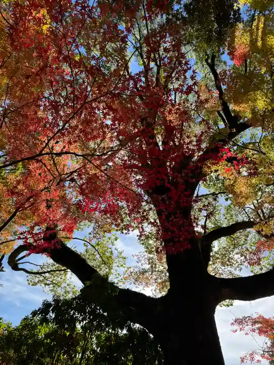 賀茂別雷神社(上賀茂神社)(京都府)