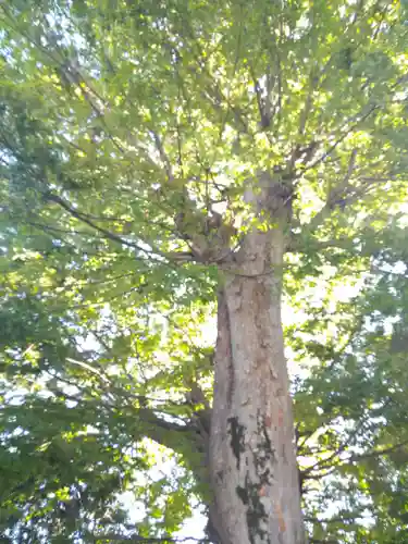 春日神社の自然