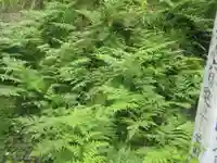 陽向寺(埼玉県)