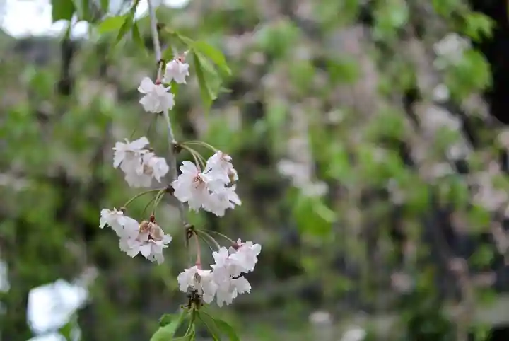 宝勝山 南藏院 蓮光寺(東京都)